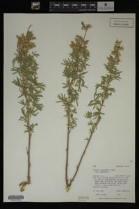 Lupinus argenteus image