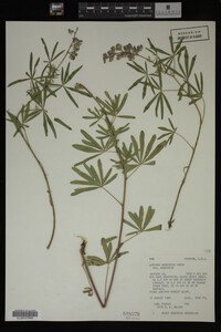 Lupinus argenteus image