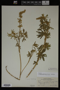 Lupinus argenteus image