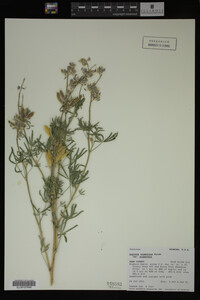 Lupinus argenteus image