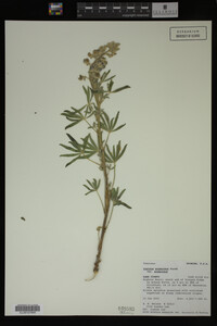 Lupinus argenteus image