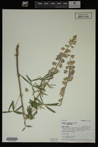 Lupinus argenteus image