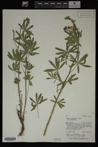 Lupinus argenteus image