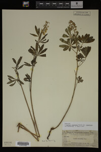 Lupinus argenteus image