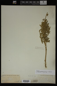 Lupinus argenteus image