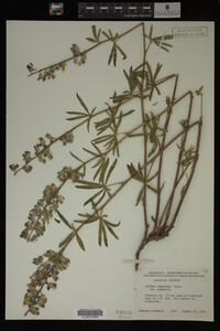Lupinus argenteus image