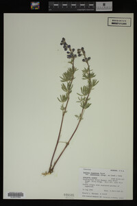 Lupinus argenteus image