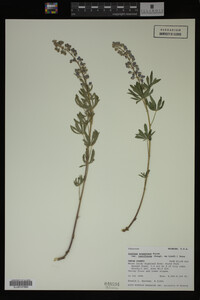 Lupinus argenteus image
