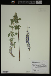Lupinus argenteus image