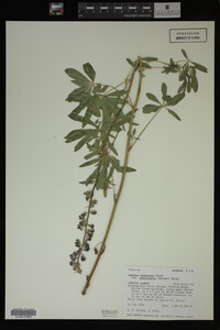 Lupinus argenteus image