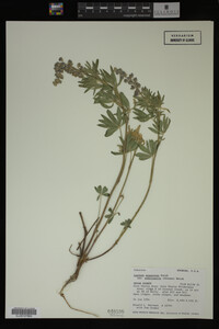 Lupinus argenteus image