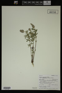 Lupinus argenteus image