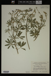 Lupinus argenteus image