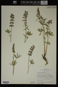 Lupinus argenteus image