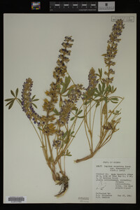 Lupinus argenteus image
