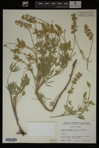 Lupinus argenteus image