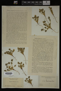Image Associated With the Occurrence