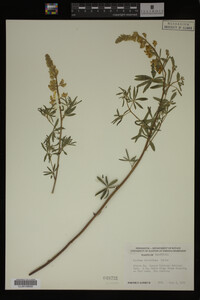 Lupinus angustiflorus image