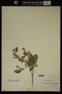 Image Associated With the Occurrence