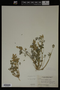 Image Associated With the Occurrence