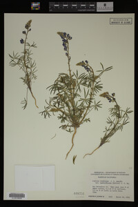 Lupinus agardhianus image