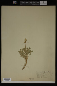 Image Associated With the Occurrence