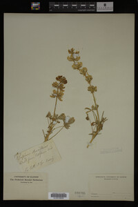 Lupinus densiflorus image