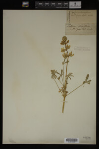Lupinus densiflorus image