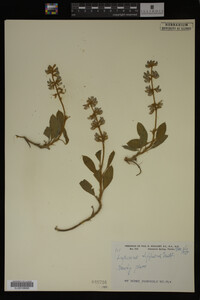 Image Associated With the Occurrence