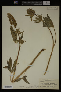 Image Associated With the Occurrence