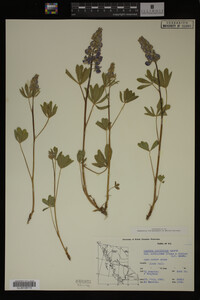 Lupinus arcticus image