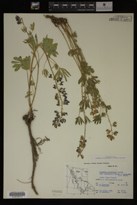 Lupinus arcticus image