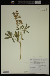 Lupinus arcticus image