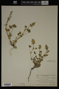 Image Associated With the Occurrence