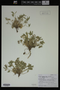 Image Associated With the Occurrence