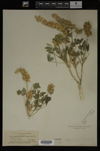 Image Associated With the Occurrence