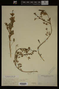 Lupinus polycarpus image