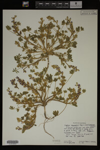 Image Associated With the Occurrence