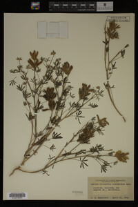 Lupinus bicolor image