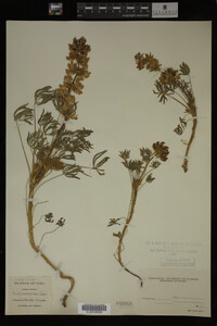 Lupinus microcarpus image