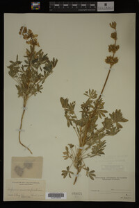 Lupinus microcarpus image