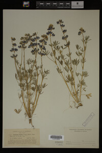 Lupinus nanus image