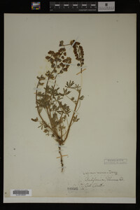 Image Associated With the Occurrence