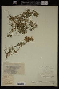 Image Associated With the Occurrence