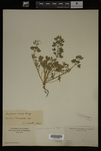 Image Associated With the Occurrence