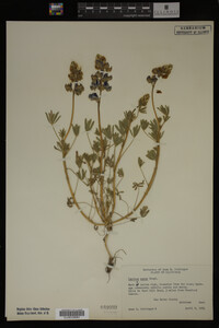 Lupinus nanus image