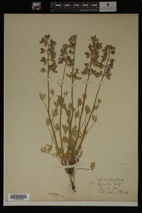 Lupinus nanus image