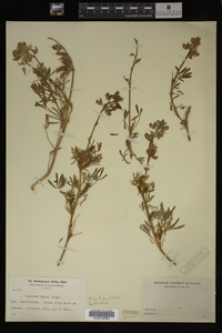 Lupinus nanus image