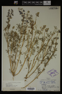 Lupinus nanus image