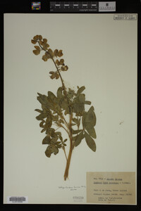 Image Associated With the Occurrence